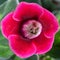 Beautiful blooming flower Gloxinia crimson color. Macro photography, top view