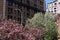 Beautiful Blooming Flowering Trees along Park Avenue on the Upper East Side of New York City with Skyscrapers during Spring