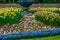 Beautiful blooming flowers in a luxurious garden, colorful flowers blossoming during spring, decorated gardens