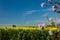 Beautiful blooming flowers of Paulownia plant on blue sky