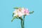 Beautiful blooming freesias on blue background