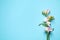Beautiful blooming freesias on blue background, flat lay. Space for text