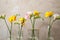 Beautiful blooming freesias in glass vases against background