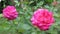 Beautiful blooming fully opened pink rose.