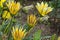 Beautiful blooming gazania flower on a bed in the garden