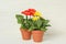 Beautiful blooming gerbera plants in flower pots on white wooden table