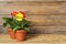 Beautiful blooming gerbera plants in flower pots on wooden table, space for text