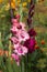 Beautiful blooming gladioli bloom in the garden among other flowers. Large-flowered pink gladiolus with a dark center and