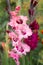 Beautiful blooming gladioli bloom in the garden among other flowers. Large-flowered pink gladiolus with a dark center and