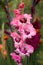 Beautiful blooming gladioli bloom in the garden among other flowers. Large-flowered pink gladiolus with a dark center and