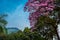 Beautiful blooming Guayacan and the iconic Hill of the Three Crosses, two symbols of the Cali city in Colombia