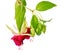 Beautiful blooming hanging twig in shades of bright red fuchsia