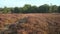 Beautiful blooming heathland end summer at sunset