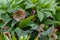 Beautiful blooming helleborus on a spring day, Helleborus orient