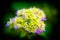 Beautiful blooming hydrangea flower