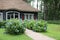 Beautiful blooming hydrangeas in front yard of lovely little cottage. Landscape design