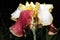 Beautiful blooming irises flowers on background of green plants after rain in the home garden. Transparent raindrops on the petals