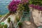 Beautiful blooming Italian courtyard at a seaside villa