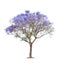 Beautiful blooming Jacaranda tree