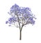 Beautiful blooming Jacaranda tree