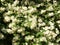 Beautiful blooming jasmine bush in the summer garden