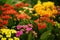 Beautiful blooming kalanchoe flowers, closeu