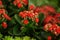 Beautiful blooming kalanchoe flowers, closeup . Tropical plant