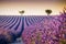 Beautiful blooming lavender field in Valensole, France
