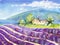 Beautiful blooming lavender fields with house in distance