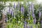 Beautiful blooming lavender  springtime   sunlight  aromatherapy  garden ield background