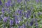 Beautiful blooming lavender  springtime    sunset sunlight  aromatherapy  garden ield background