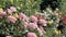 Beautiful blooming light pink roses shrubs in spring day, close-up