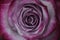 Beautiful blooming lilac rose closeup macro