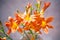 Beautiful blooming lilies closeup