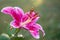 Beautiful blooming lilium stargazer, in raindrops, at sunset, on a blurred background of greenery. Oriental hybrid