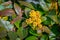 Beautiful blooming Mahonia aquifolium, the Oregon grape bush with bright yellow buds and flowers