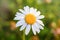 Beautiful blooming marguerite on a green meadow at sunrise. Daisy flower with dew water drops.