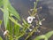 beautiful blooming marsh plant flower with white petals and green leaves