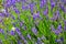 Beautiful blooming mealy sage, Salvia farinacea, taken close up. The amazing purple healing herb attracts butterflies