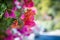 Beautiful blooming multicolor bougainvillea on a blurred background. Close-up