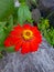 beautiful and blooming of papper flower with red colors