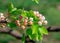 Beautiful blooming pear tree branch with pink flowers