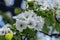 Beautiful blooming pear tree branches with white flowers