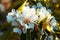 Beautiful blooming pear tree close-up