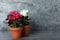 Beautiful blooming pelargonium plants in flower pots on grey table, space for text