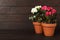 Beautiful blooming pelargonium plants in flower pots on wooden table, space for text