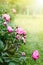 Beautiful blooming peonies in the garden