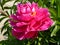 Beautiful blooming Peony flower in the spring in bright sunlight