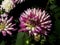 beautiful blooming petals dahlia closeup