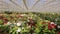 Beautiful blooming petunia. Large light greenhouse. Blooming flowers in the greenhouse